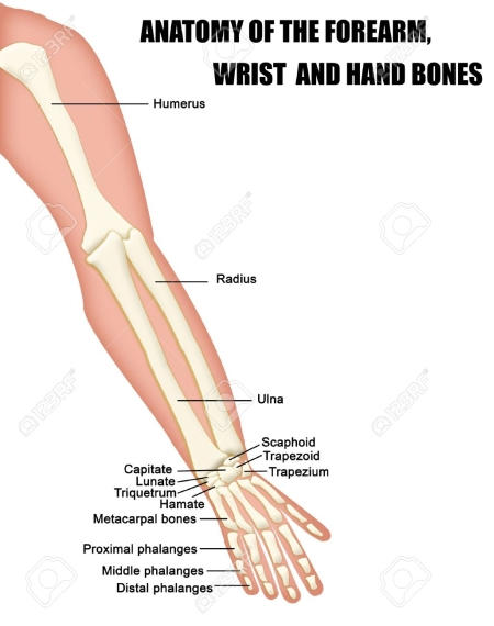 Forearm Wrist Hand Bones anatomy diagram