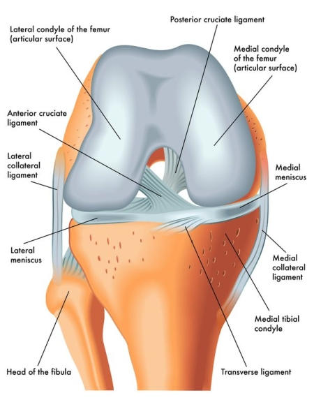 left knee ligaments